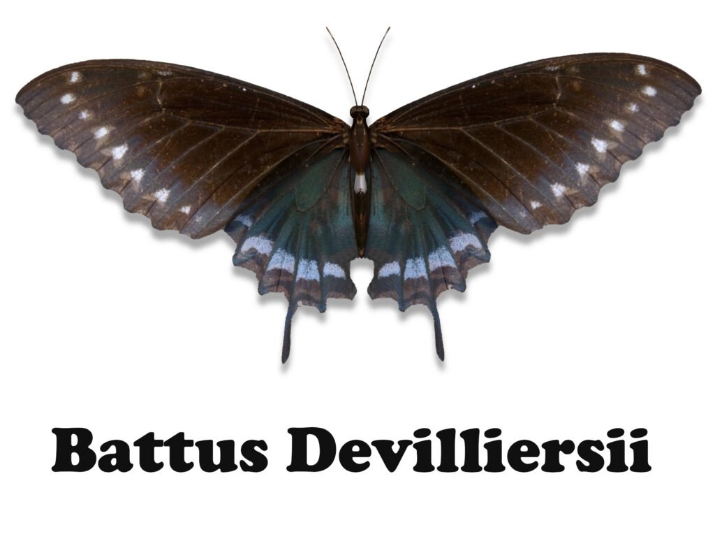 Battus Devilliersii butterfly
