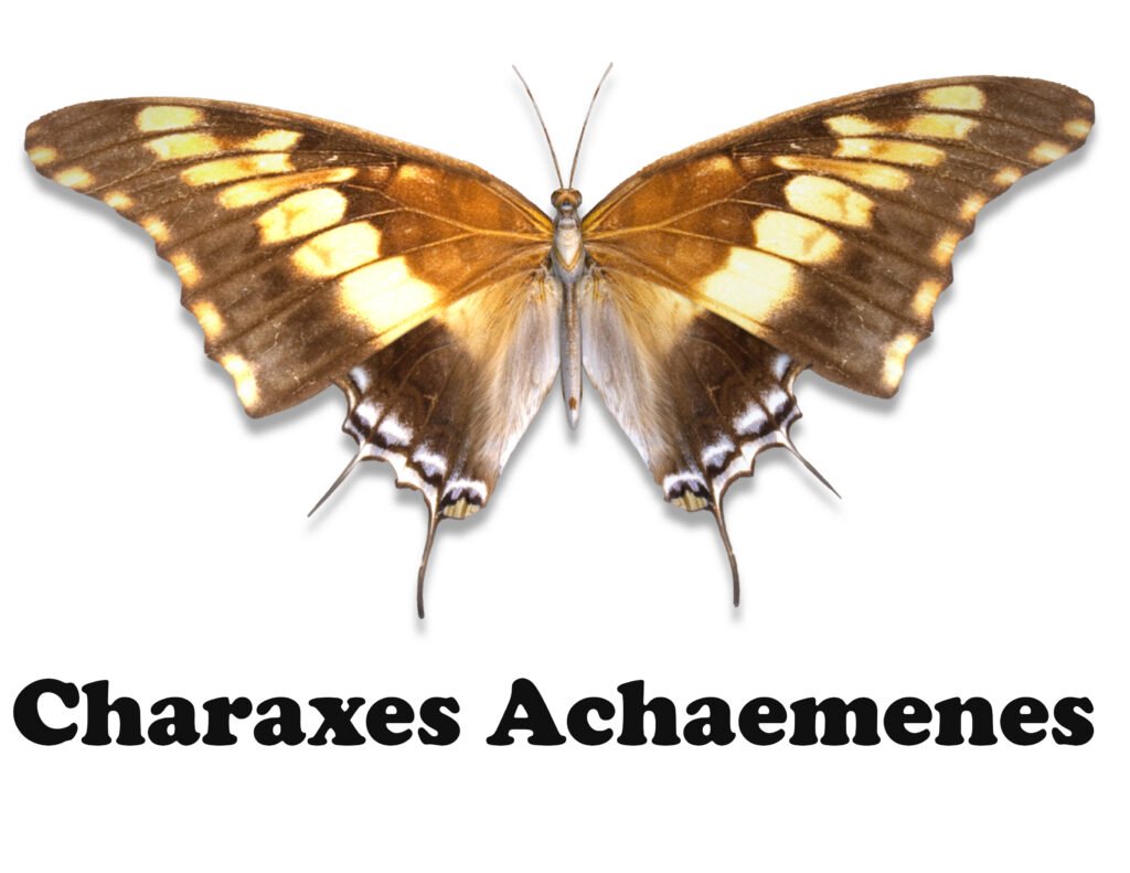 Charaxes Achaemenes butterfly