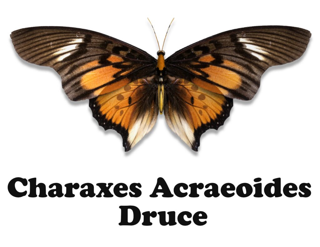 CharaxesAcraeoidesDruce butterfly