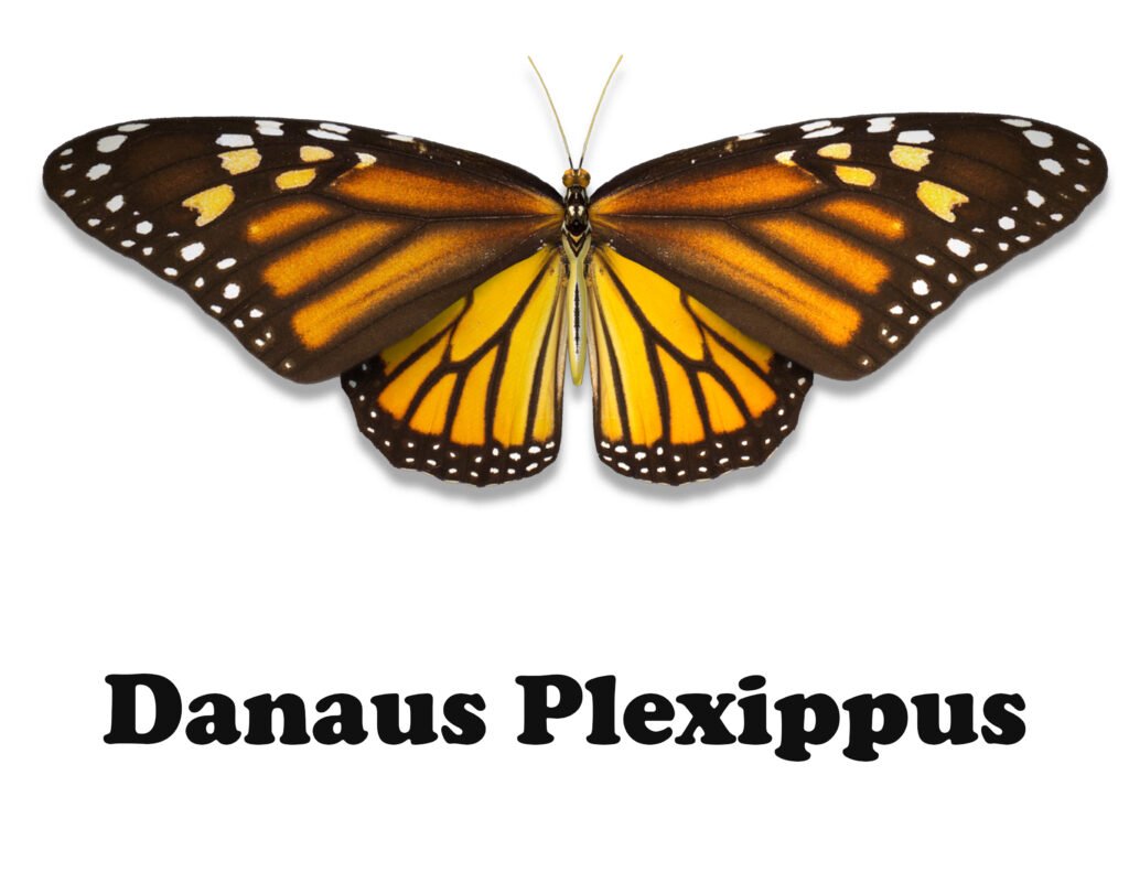Danaus plexippus butterfly