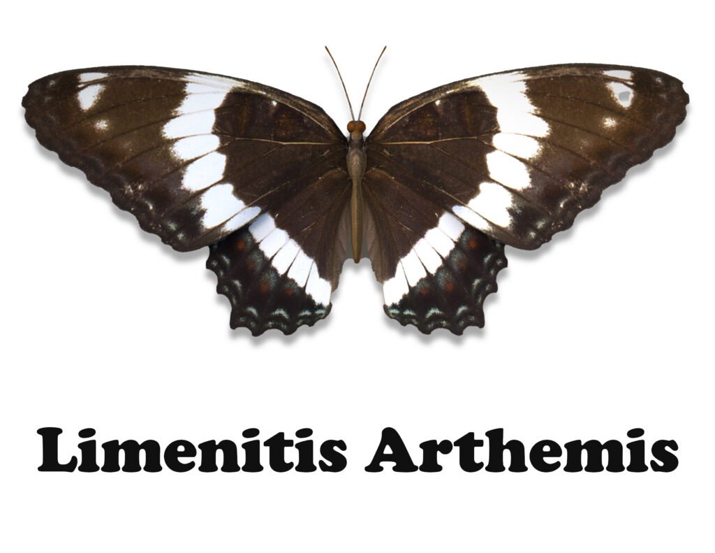Limenitis Arthemis butterfly