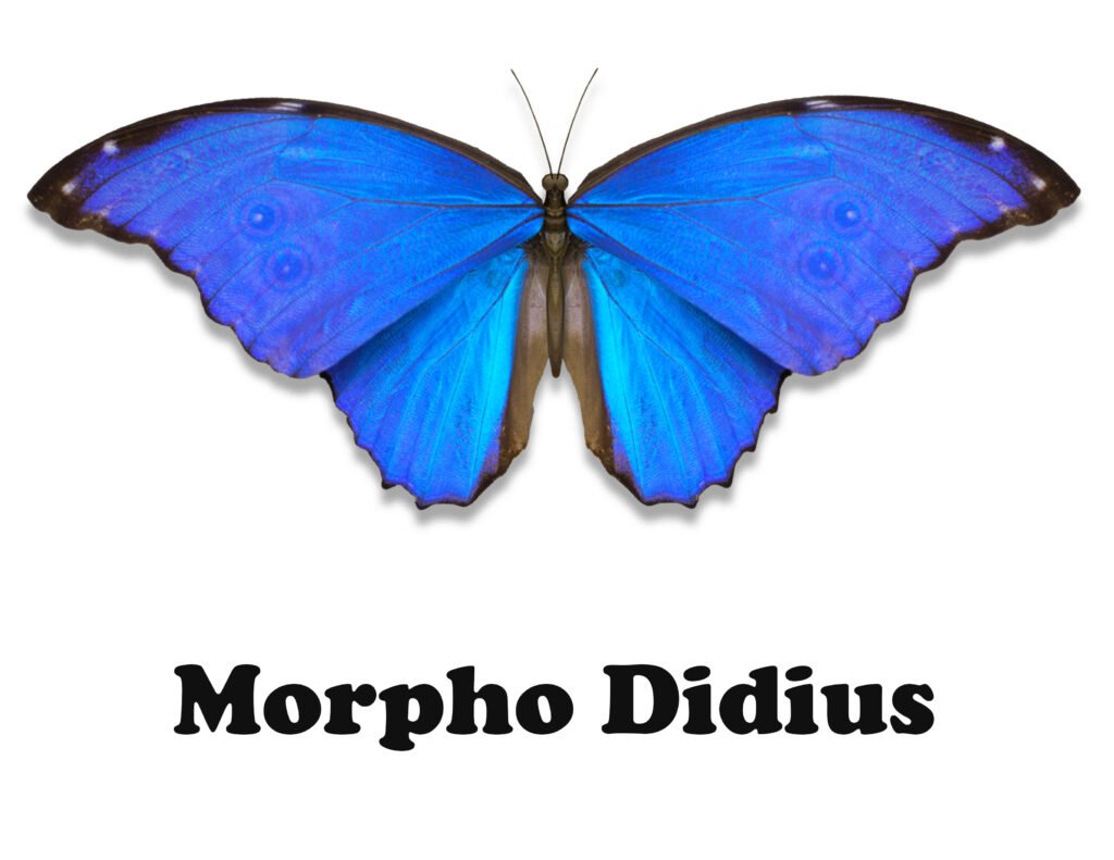 Morpho Didius butterfly