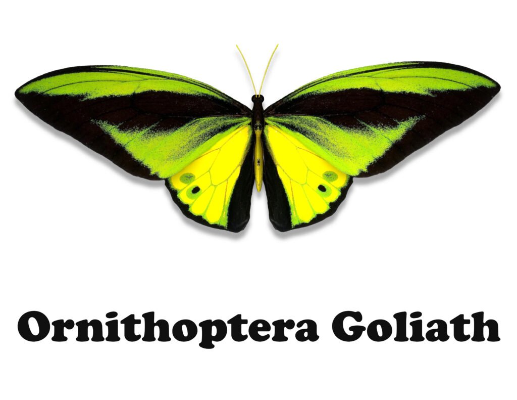 Ornithoptera Goliath Butterfly