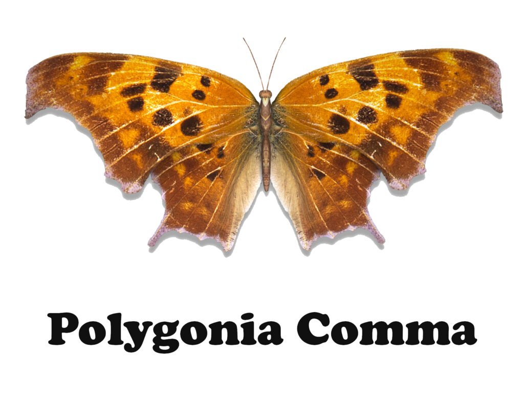 Polygonia comma Butterfly