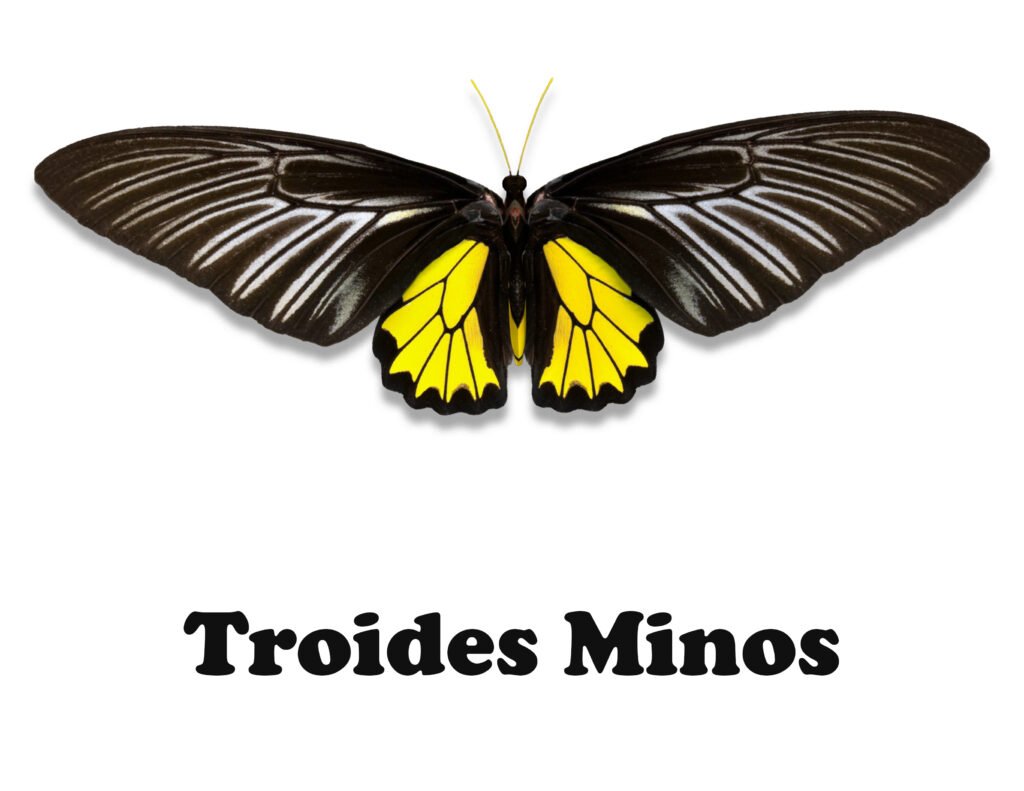 Troides Minos Butterfly